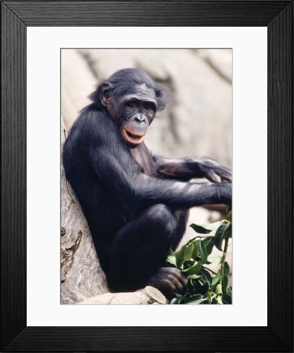 Framed Print : Pygmy / Bonobo Chimpanzee - endangered Rainforests of the Congo Basin Framed Print : Pygmy / Bonobo Chimpanzee - endangered Rainforests of the Congo Basin