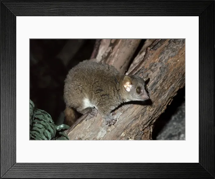 Framed Print : Coquerel's Mouse Lemur - nocturnal. Endangered Southwest Madagascar Framed Print : Coquerel's Mouse Lemur - nocturnal. Endangered Southwest Madagascar