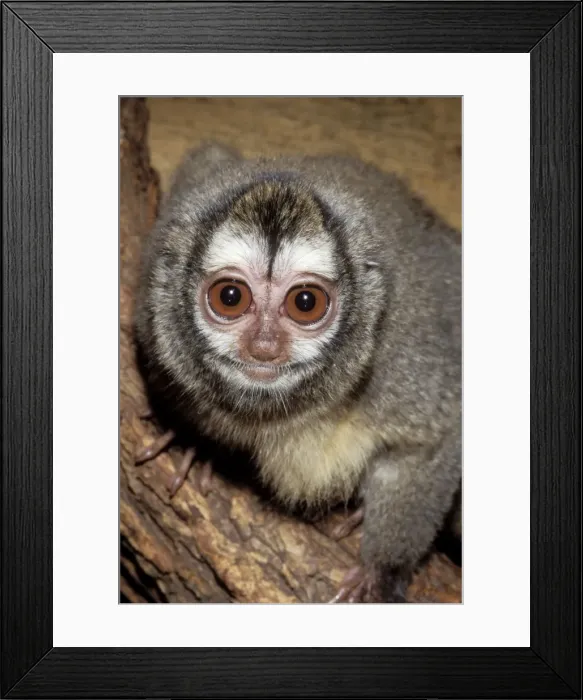 Framed Print : Douroucouli / Night Monkey / Owl Monkey Nocturnal Monkey, Northern Brazil Framed Print : Douroucouli / Night Monkey / Owl Monkey Nocturnal Monkey, Northern Brazil