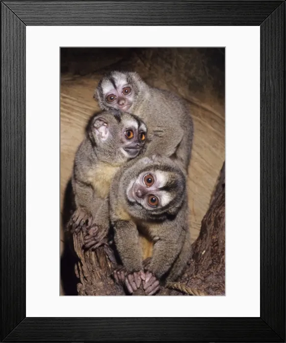 Framed Print : Douroucouli / Owl Monkey / Night Monkey - Nocturnal Northern Brazil Framed Print : Douroucouli / Owl Monkey / Night Monkey - Nocturnal Northern Brazil