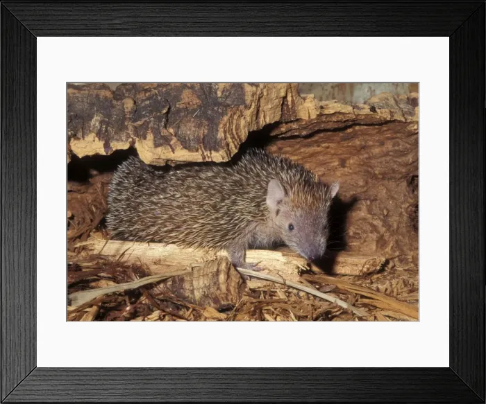 Framed Print : Lesser Hedgehog Tenrec Dry forests of Madagascar Framed Print : Lesser Hedgehog Tenrec Dry forests of Madagascar