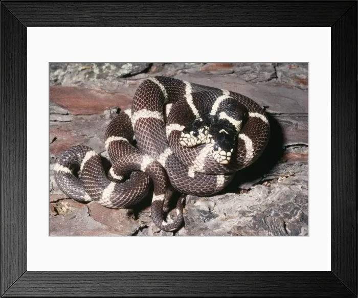 Framed Print : California Kingsnake - with two heads Palo Alto, California, USA Framed Print : California Kingsnake - with two heads Palo Alto, California, USA