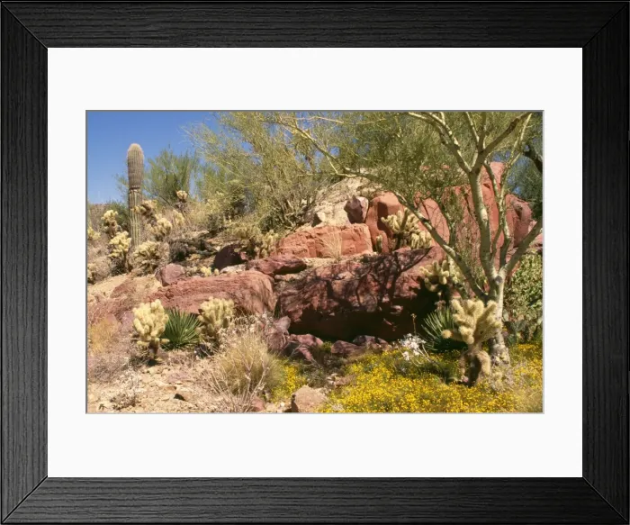 Framed Print : Sonoran Desert - Saruaro Cactus, Cholla Cactus, Barrel Cactus, Organ Pipe Cactus. Arizona, USA Framed Print : Sonoran Desert - Saruaro Cactus, Cholla Cactus, Barrel Cactus, Organ Pipe Cactus. Arizona, USA