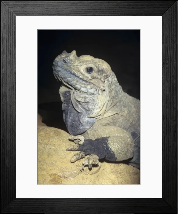 Framed Print : Rhinocerous Iguana - endangered Dominican Republic & Haiti Framed Print : Rhinocerous Iguana - endangered Dominican Republic & Haiti
