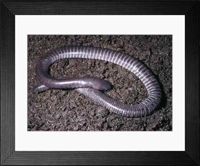 Framed Print : Guatemalan Caecilian Guatemala to Mexico Framed Print : Guatemalan Caecilian Guatemala to Mexico