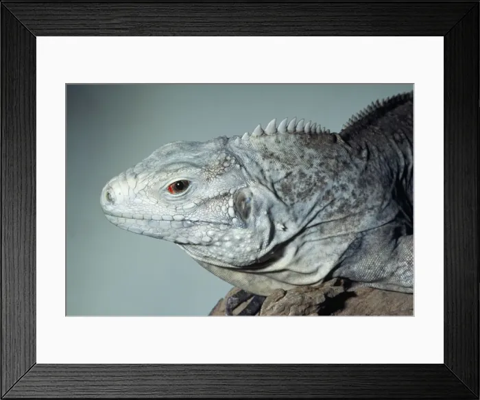 Framed Print : Grand Cayman Island Ground / Blue Iguana Framed Print : Grand Cayman Island Ground / Blue Iguana
