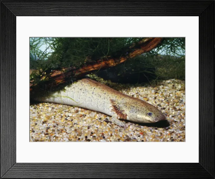 Framed Print : Lesser Siren Salamander Southeastern USA Framed Print : Lesser Siren Salamander Southeastern USA