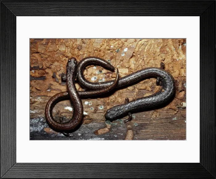 Framed Print : California Slender Salamander California, USA Framed Print : California Slender Salamander California, USA