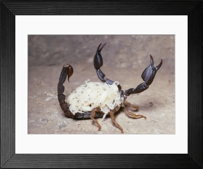 Framed Print : Mordant Scorpion - with 28 young Coast Range Mountains of California, USA Framed Print : Mordant Scorpion - with 28 young Coast Range Mountains of California, USA