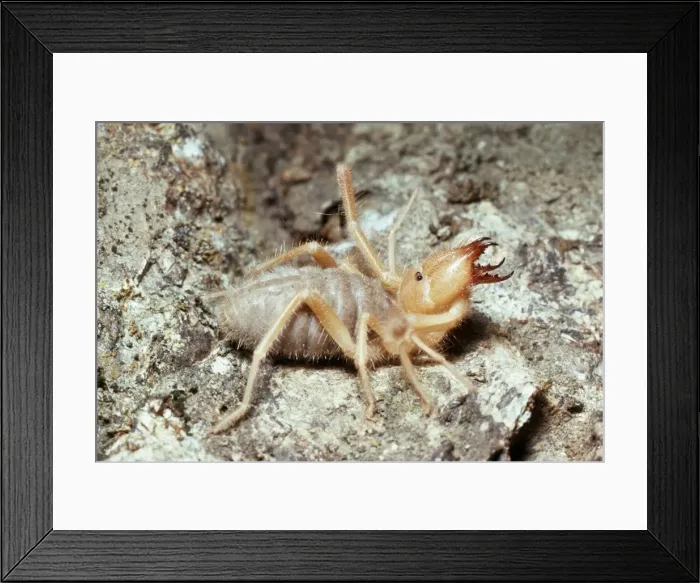 Framed Print : KEL 270. KEL-270. Wind Scorpion / Camel / Sun / Roman Spider Framed Print : KEL 270. KEL-270. Wind Scorpion / Camel / Sun / Roman Spider