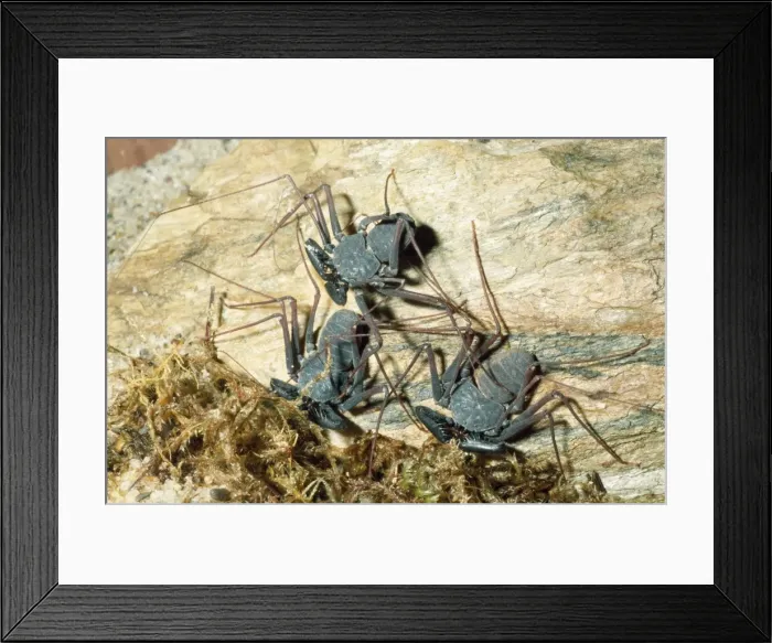 Framed Print : Tailless Whip Scorpion Tropical Mexico Fam: Amblypygi Framed Print : Tailless Whip Scorpion Tropical Mexico Fam: Amblypygi