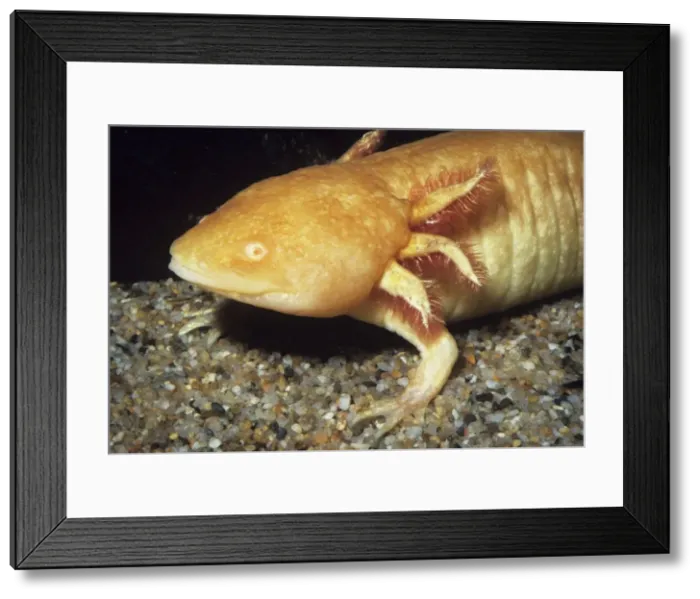 Framed Print : Mexican Axolotl - albino. Sexually mature, but remains in larval form. Northern Mexico Framed Print : Mexican Axolotl - albino. Sexually mature, but remains in larval form. Northern Mexico