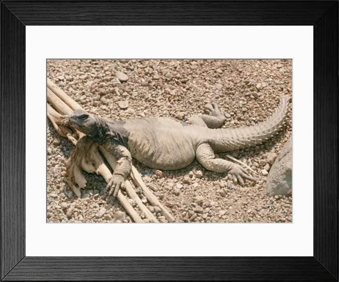 Framed Print : Spiny-tailed Lizard Mastigure Northwestern Africa Framed Print : Spiny-tailed Lizard Mastigure Northwestern Africa