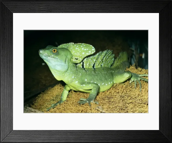 Framed Print : Green Crested Basilisk Lizard Forests of Costa Rica Fam:Iguanidae Framed Print : Green Crested Basilisk Lizard Forests of Costa Rica Fam:Iguanidae