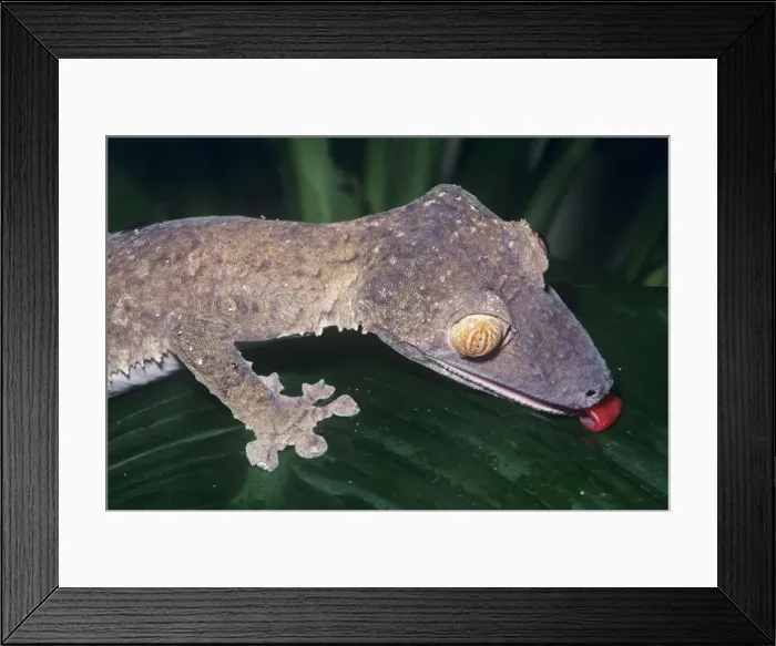 Framed Print : Leaf-tailed Gecko - drinking forests of the Malagasy Republic. Fam: Gekkonidae Framed Print : Leaf-tailed Gecko - drinking forests of the Malagasy Republic. Fam: Gekkonidae