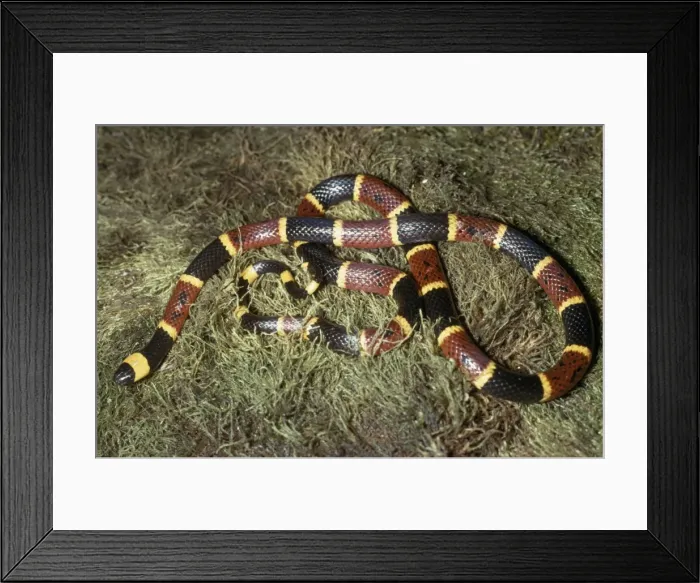 Framed Print : Eastern Coral Snake Florida Everglades, USA Framed Print : Eastern Coral Snake Florida Everglades, USA