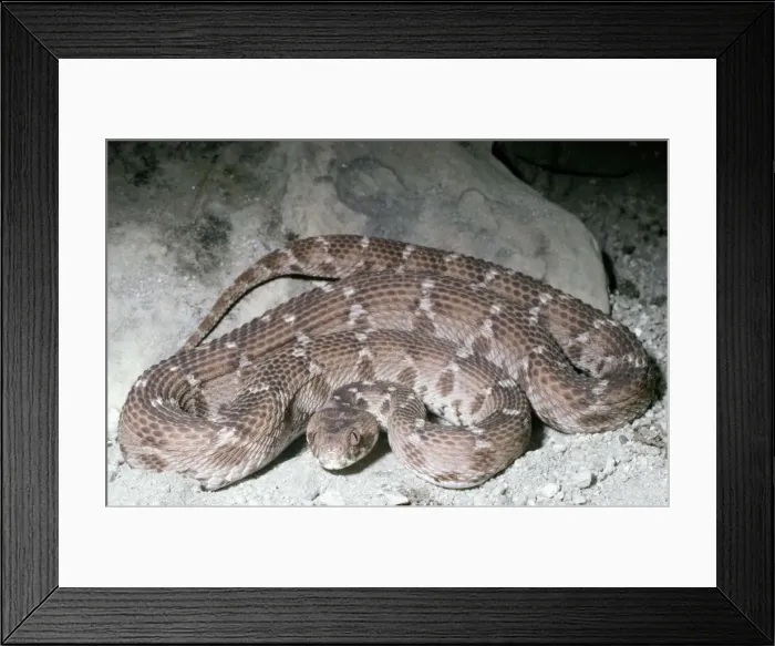 Framed Print : Saw-scaled / Carpet Viper North Africa Framed Print : Saw-scaled / Carpet Viper North Africa