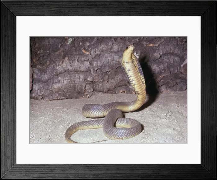 Framed Print : Egyptian Cobra Grasslands of North Africa Framed Print : Egyptian Cobra Grasslands of North Africa