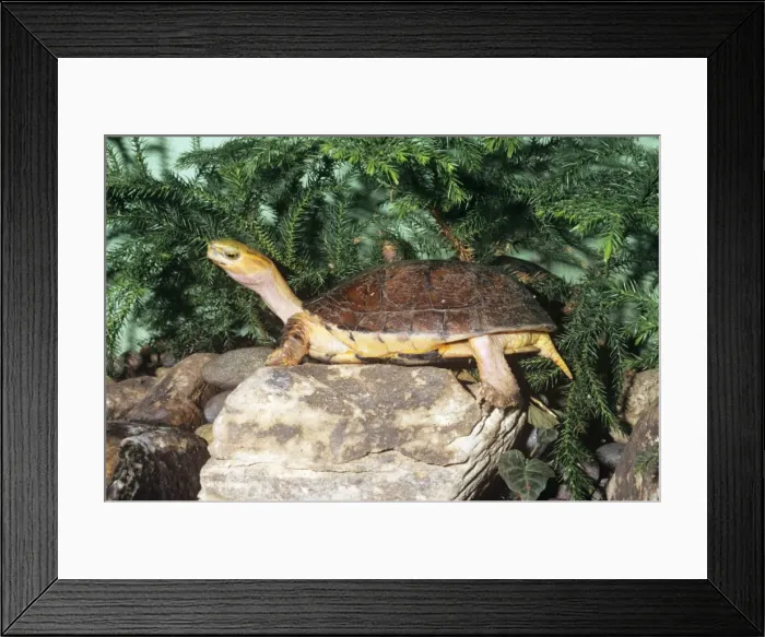 Framed Print : McCord's Box Turtle - Mccord's box turtle is only known from Chinese markets, where it is becoming increasingly scarce, and may already be extinct in the wild Framed Print : McCord's Box Turtle - Mccord's box turtle is only known from Chinese markets, where it is becoming increasingly scarce, and may already be extinct in the wild