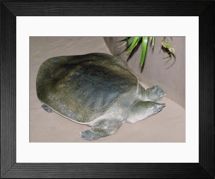 Framed Print : African Softshell Turtle Nile River, Central East Africa Framed Print : African Softshell Turtle Nile River, Central East Africa