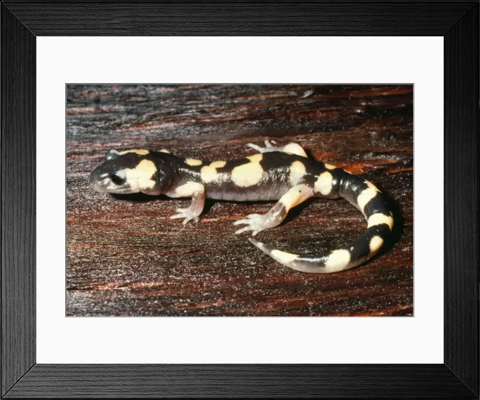 Framed Print : Large-blotched Salamander California, USA Framed Print : Large-blotched Salamander California, USA
