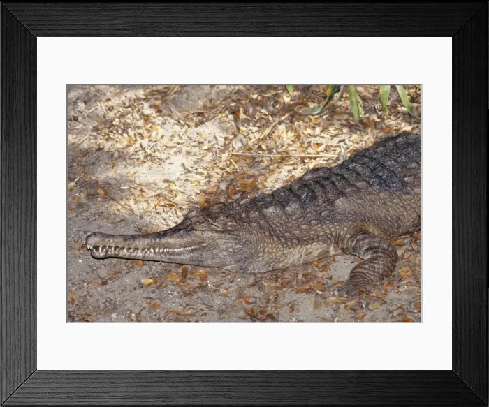 Framed Print : False Gavial / Gharial Malaysia, Borneo & Thailand Framed Print : False Gavial / Gharial Malaysia, Borneo & Thailand