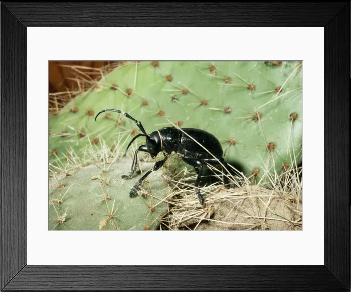 Framed Print : Cactus Longhorn Beetle Deserts, Western USA Framed Print : Cactus Longhorn Beetle Deserts, Western USA