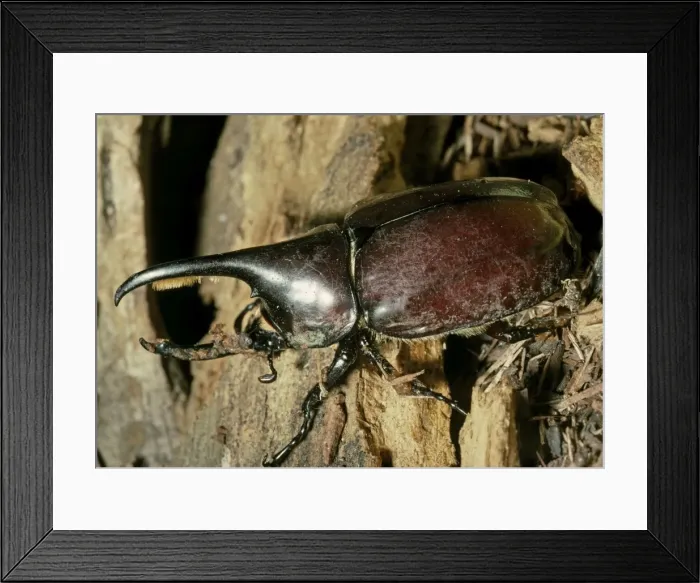 Framed Print : Hercules Beetle (Scarabaeidae). Dry Woodlands, Cleopetra, Southern Arizona, USA Framed Print : Hercules Beetle (Scarabaeidae). Dry Woodlands, Cleopetra, Southern Arizona, USA