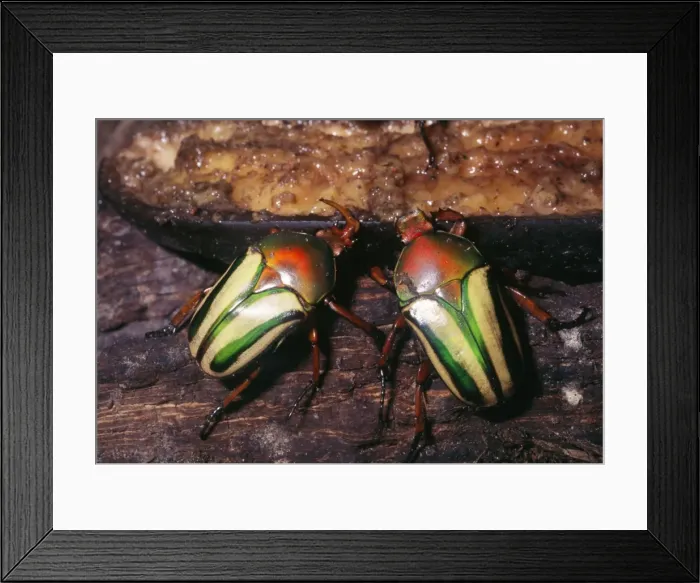 Framed Print : Flamboyant Flower Beetle Rainforests of Tropical Africa Framed Print : Flamboyant Flower Beetle Rainforests of Tropical Africa