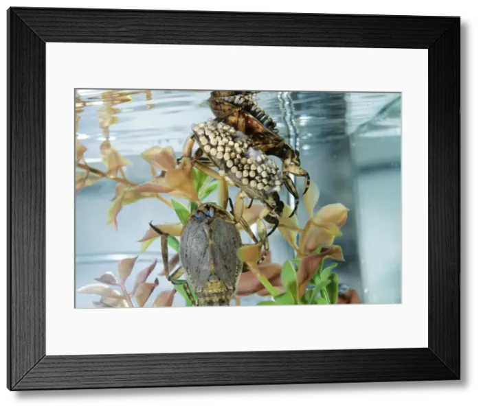 Framed Print : Giant Water Bug - Hemiptera. Males carry eggs on back. Streams of California, USA Framed Print : Giant Water Bug - Hemiptera. Males carry eggs on back. Streams of California, USA