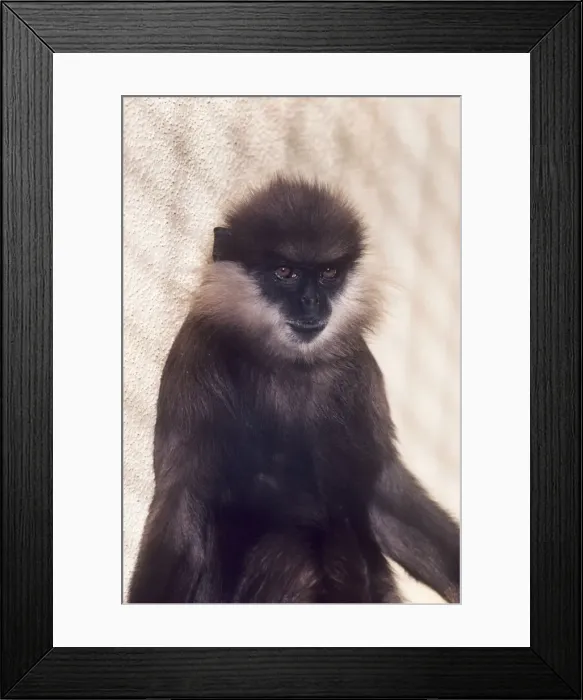 Framed Print : Western Purple-faced Langur