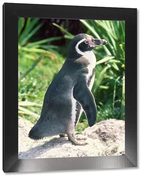 Peruvian  /  Humboldt Penguin
