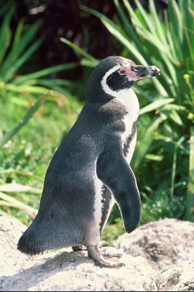 Peruvian  /  Humboldt Penguin