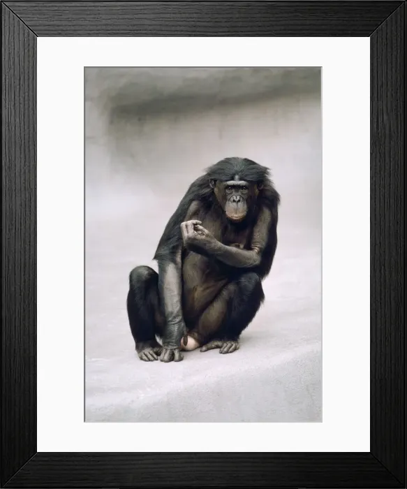 Framed Print : Pygmy / Bonobo Chimpanzee - endangered Framed Print : Pygmy / Bonobo Chimpanzee - endangered