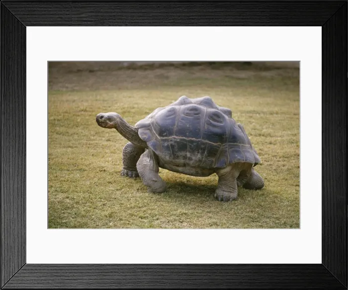 Framed Print : Galapagos Giant Tortoise Framed Print : Galapagos Giant Tortoise