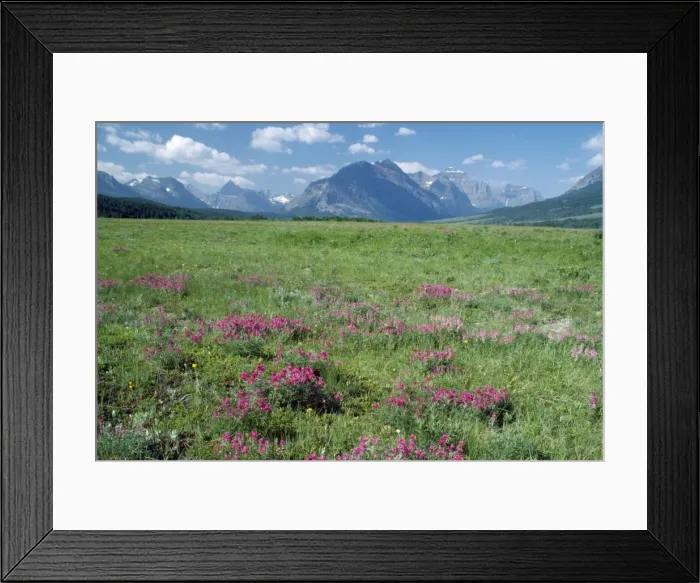 Framed Print : USA - Wild Vetch in bloom east side of Glacier National Park, Montana, USA Framed Print : USA - Wild Vetch in bloom east side of Glacier National Park, Montana, USA