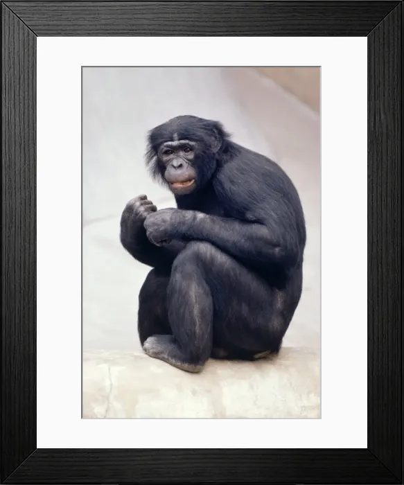 Framed Print : Pygmy / Bonobo Chimpanzee - endangered Framed Print : Pygmy / Bonobo Chimpanzee - endangered