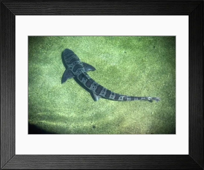 Framed Print : Leopard Shark Framed Print : Leopard Shark