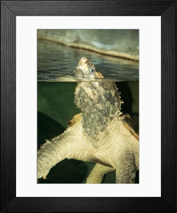 Framed Print : KF0-1082. KFO-1082. Alligator Snapping Turtle Framed Print : KF0-1082. KFO-1082. Alligator Snapping Turtle