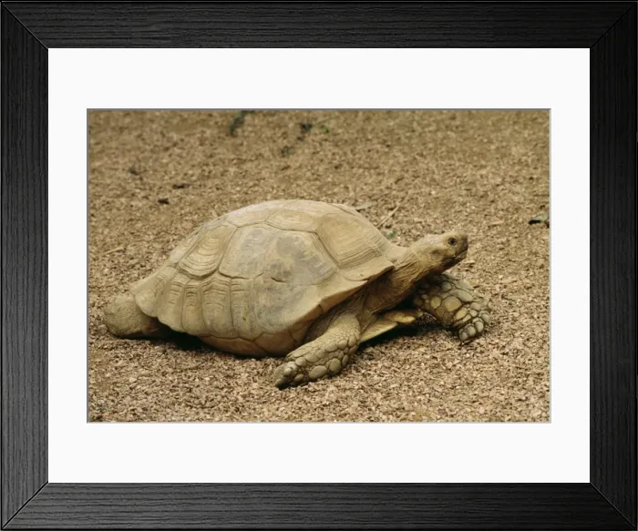 Framed Print : African Spurred Tortoise Framed Print : African Spurred Tortoise