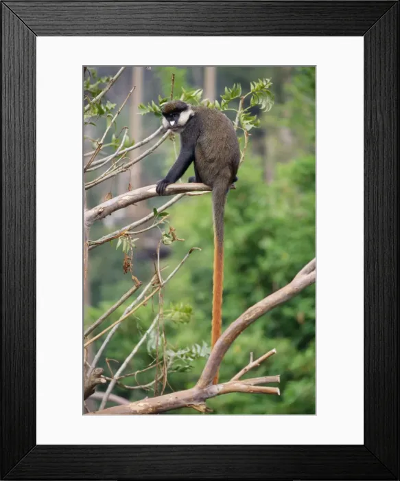 Framed Print : Red-tailed Monkey / Schmidt's Guenon / Schmidt's spot-nosed Guenon / Redtail Monkey / Black-cheeked White-nosed Monkey / Red tailed Guenon Framed Print : Red-tailed Monkey / Schmidt's Guenon / Schmidt's spot-nosed Guenon / Redtail Monkey / Black-cheeked White-nosed Monkey / Red tailed Guenon