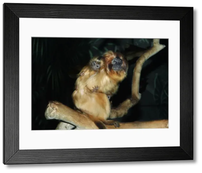 Framed Print : Golden Lion Tamarin - with young Distribution: South East Coastal Brazil Framed Print : Golden Lion Tamarin - with young Distribution: South East Coastal Brazil