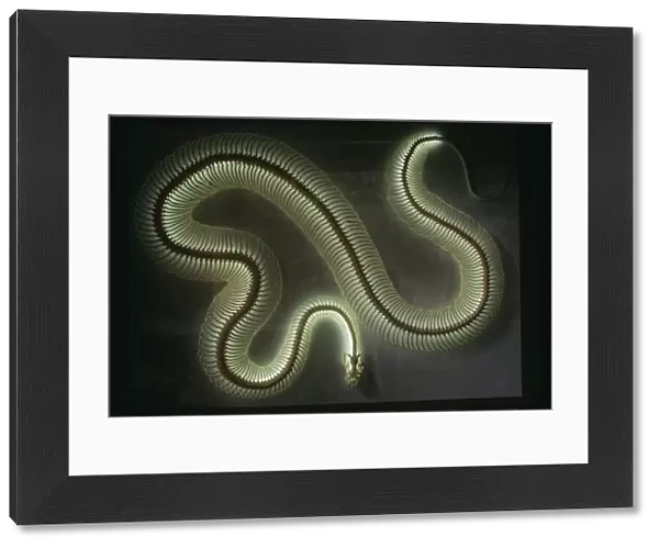 Python Snake Skeleton Light with neon tube bulb, about 15 long