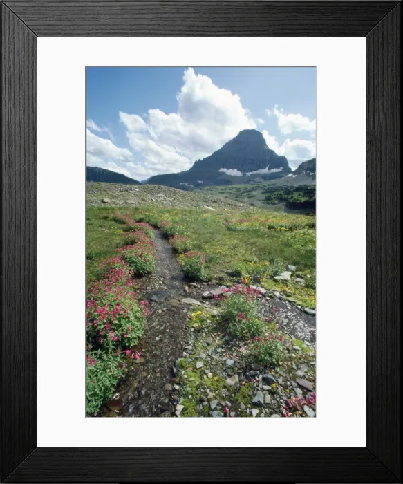 Framed Print : USA - Mount Reynolds & Pink Monkey Flowers (Mimulus lewisii) Glacier National Park, Montana, USA Framed Print : USA - Mount Reynolds & Pink Monkey Flowers (Mimulus lewisii) Glacier National Park, Montana, USA