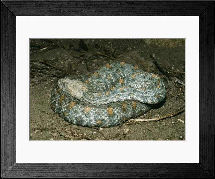 Framed Print : Turan Viper Framed Print : Turan Viper