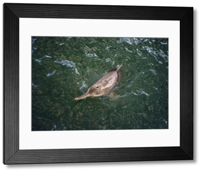 Framed Print : Baiji - Also known as: Chinese river dolphin, Yangtze River dolphin, white flag dolphin and whitefin dolphin. Wuhan China Framed Print : Baiji - Also known as: Chinese river dolphin, Yangtze River dolphin, white flag dolphin and whitefin dolphin. Wuhan China