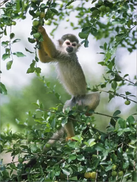 Squirrel Monkey Guyana, South America