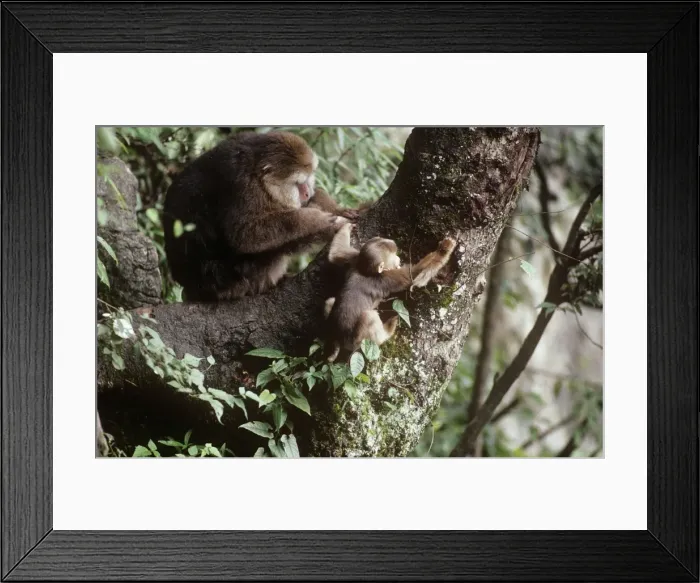Framed Print : Tibetan / Pere David's / Chinese Stump-tailed / Milne-Edward's Macaque - grooming Mt Emei, Sichuan, China Framed Print : Tibetan / Pere David's / Chinese Stump-tailed / Milne-Edward's Macaque - grooming Mt Emei, Sichuan, China