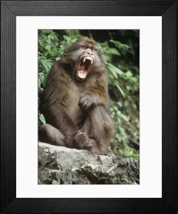 Framed Print : Tibetan / Pere David's / Chinese Stump-tailed / Milne-Edward's Macaque - yawning Framed Print : Tibetan / Pere David's / Chinese Stump-tailed / Milne-Edward's Macaque - yawning