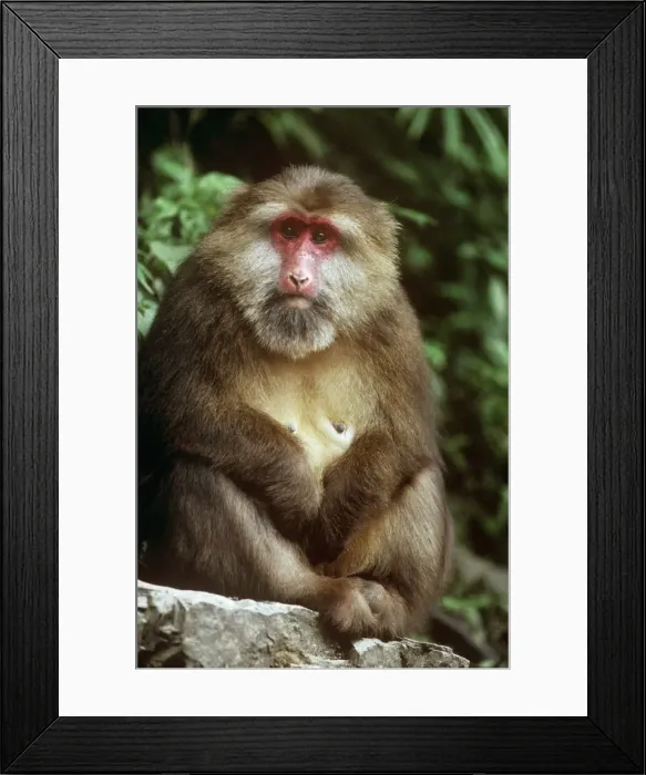 Framed Print : Tibetan / Pere David's / Chinese Stump-tailed / Milne-Edward's Macaque - female Mt Emei, Sichuan, China Framed Print : Tibetan / Pere David's / Chinese Stump-tailed / Milne-Edward's Macaque - female Mt Emei, Sichuan, China